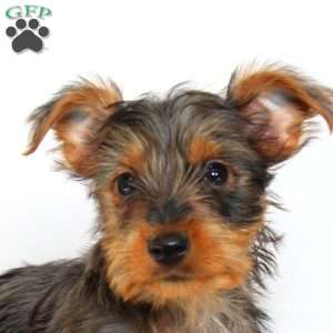 Betty, Yorkie Puppy