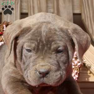 Betty, Cane Corso Puppy