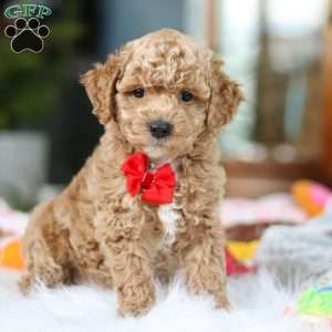 Billy, Cavapoo Puppy