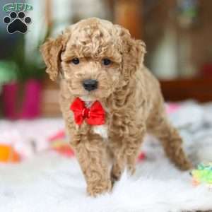 Billy, Cavapoo Puppy