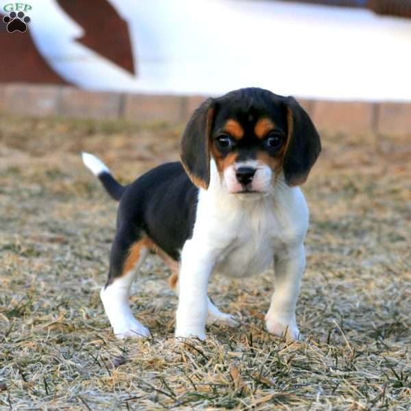 Billy, Beagle Puppy