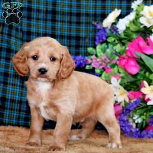 Billy, Cockapoo Puppy