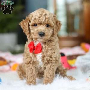 Billy, Cavapoo Puppy