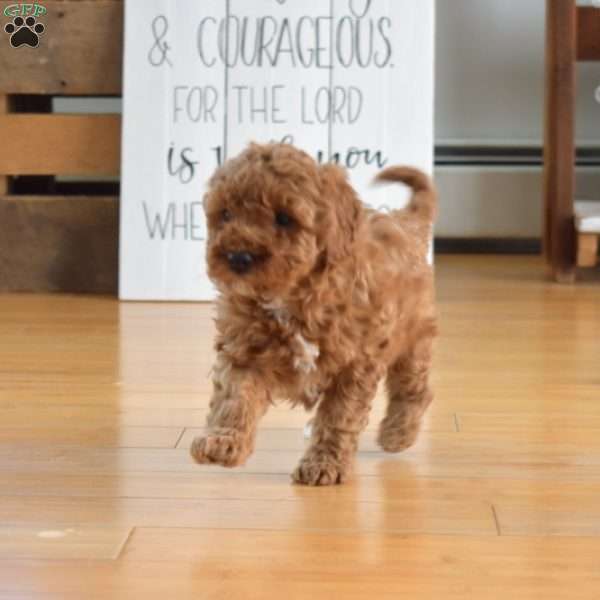 Bindi, Mini Labradoodle Puppy