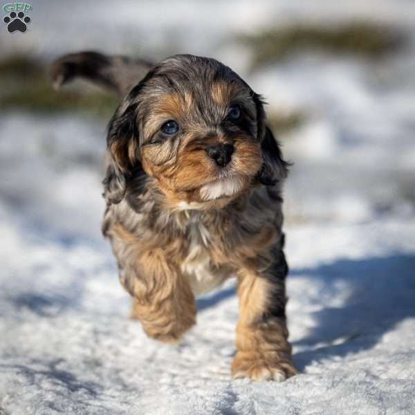 Bingo, Cavapoo Puppy