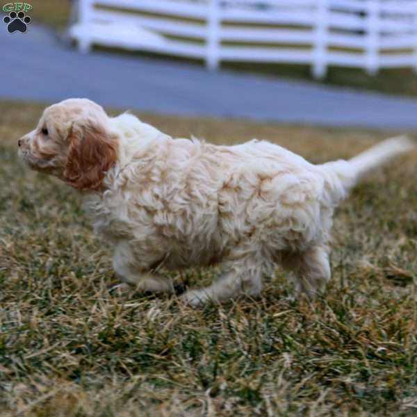 Bingo, Cavachon Puppy