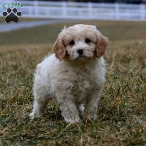 Bingo, Cavachon Puppy