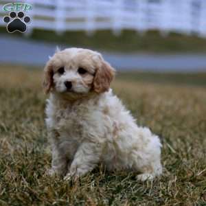 Bingo, Cavachon Puppy