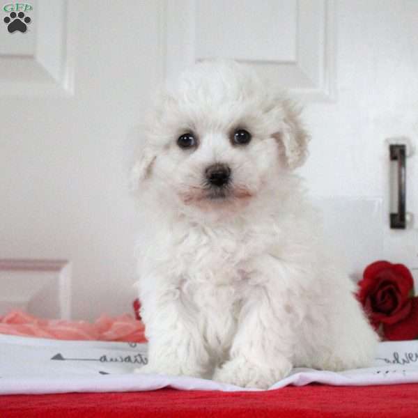 Bitsy, Bichon Frise Puppy