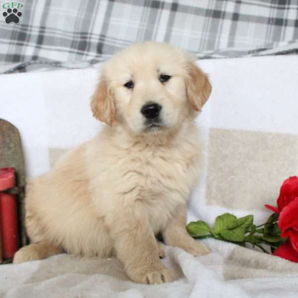 Blaire, Golden Retriever Puppy