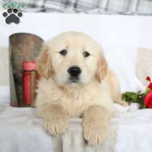 Blaire, Golden Retriever Puppy