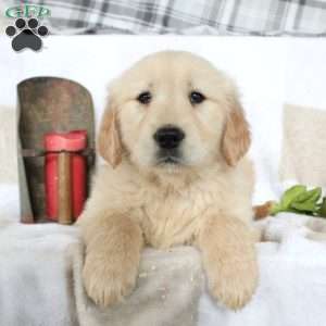 Blaire, Golden Retriever Puppy