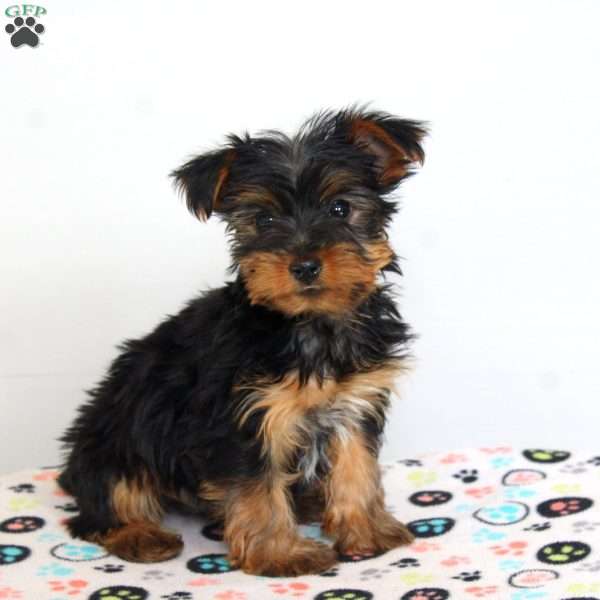 Blake, Yorkie Puppy