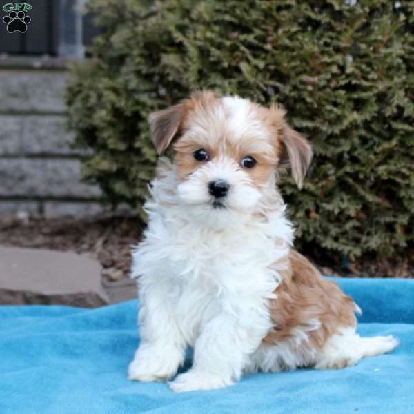 Blake, Havanese Puppy