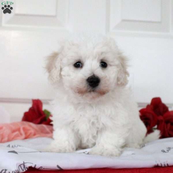 Blake, Bichon Frise Puppy