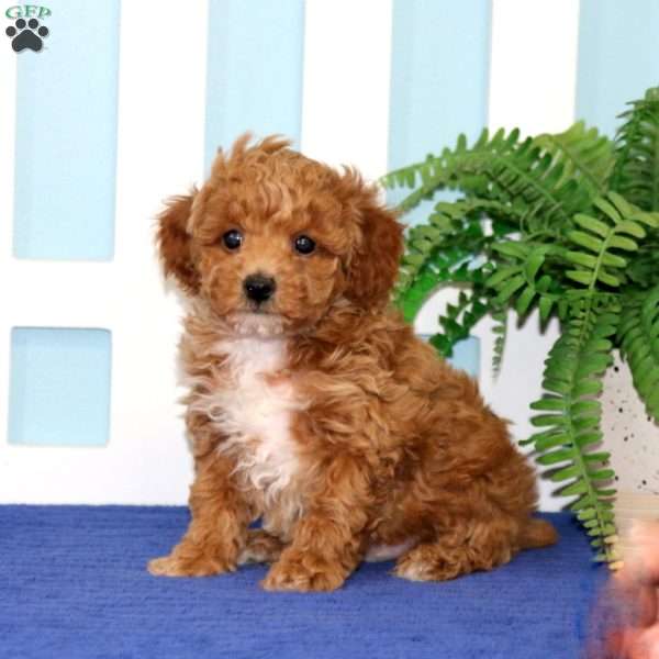 Blake, Toy Poodle Puppy