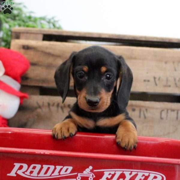 Blake – Mini, Dachshund Puppy