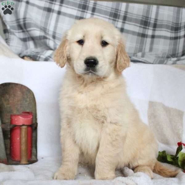 Blake, Golden Retriever Puppy