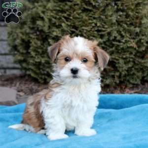 Blake, Havanese Puppy