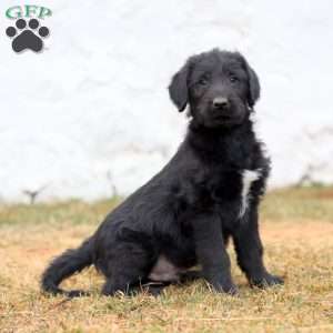 Blake, Labrador Mix Puppy