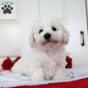 Blake, Bichon Frise Puppy