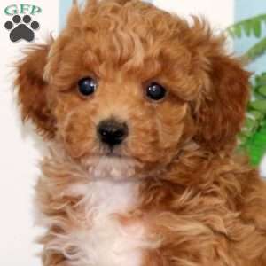 Blake, Toy Poodle Puppy