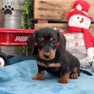 Blake – Mini, Dachshund Puppy