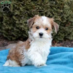 Blake, Havanese Puppy