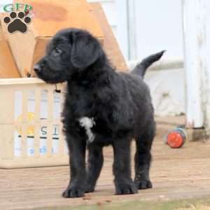 Blake, Labrador Mix Puppy