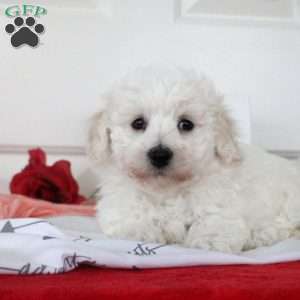 Blake, Bichon Frise Puppy