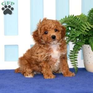 Blake, Toy Poodle Puppy