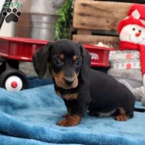 Blake – Mini, Dachshund Puppy