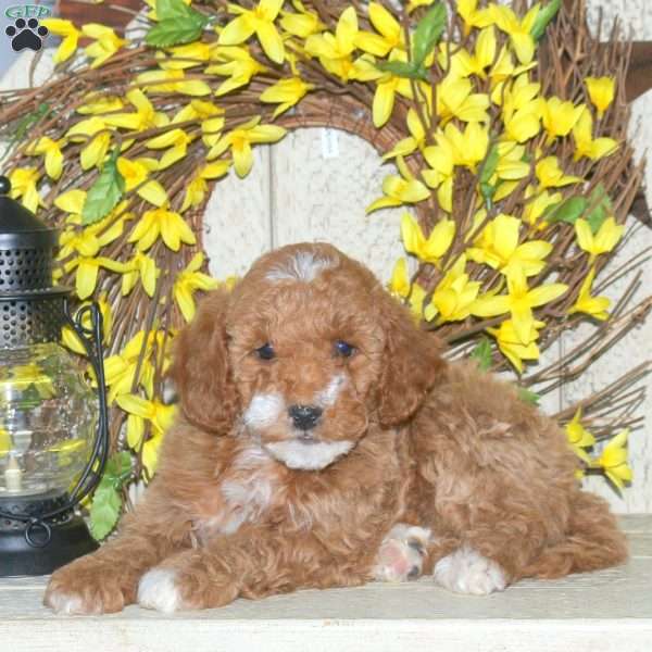 Blondie, Mini Labradoodle Puppy