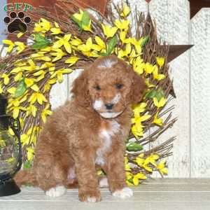 Blondie, Mini Labradoodle Puppy