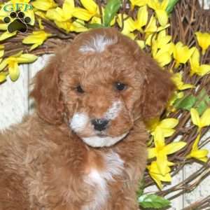 Blondie, Mini Labradoodle Puppy