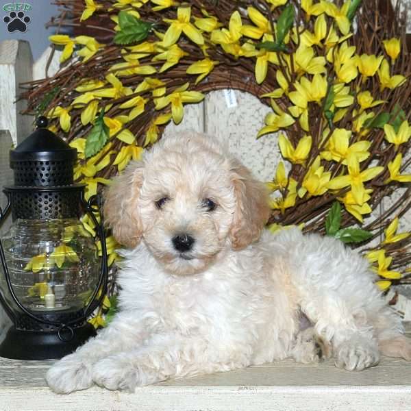 Blossom, Mini Labradoodle Puppy