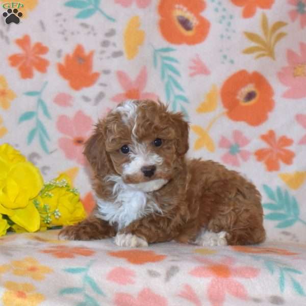 Blossom, Miniature Poodle Puppy