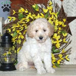 Blossom, Mini Labradoodle Puppy