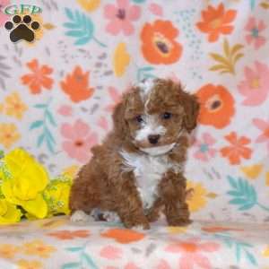 Blossom, Miniature Poodle Puppy