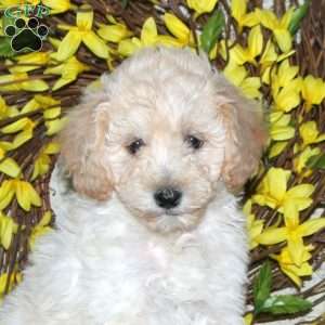 Blossom, Mini Labradoodle Puppy