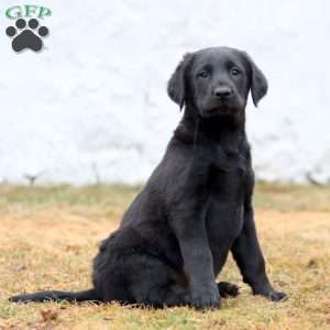 Blossom, Labrador Mix Puppy