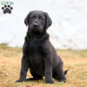 Blossom, Labrador Mix Puppy