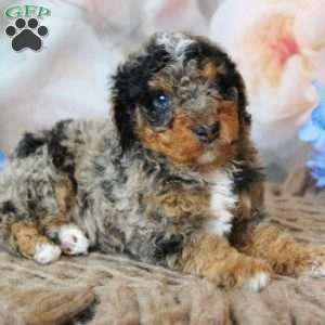 Blue, Mini Bernedoodle Puppy