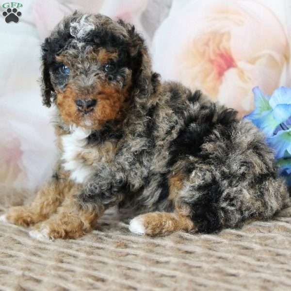 Blue, Mini Bernedoodle Puppy