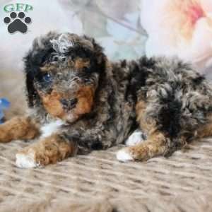 Blue, Mini Bernedoodle Puppy