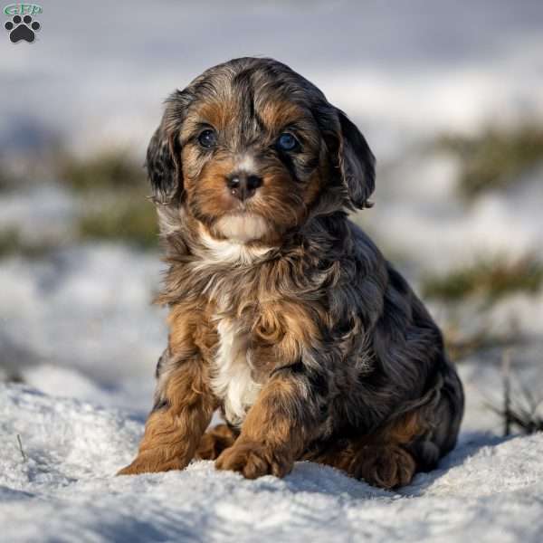 Bluey, Cavapoo Puppy