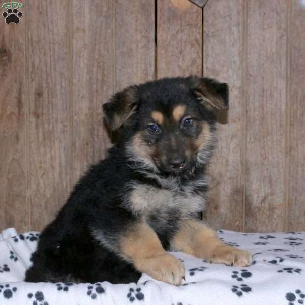 Bobbie, German Shepherd Puppy