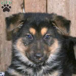 Bobbie, German Shepherd Puppy