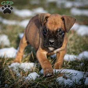 Bolt, Boxer Puppy