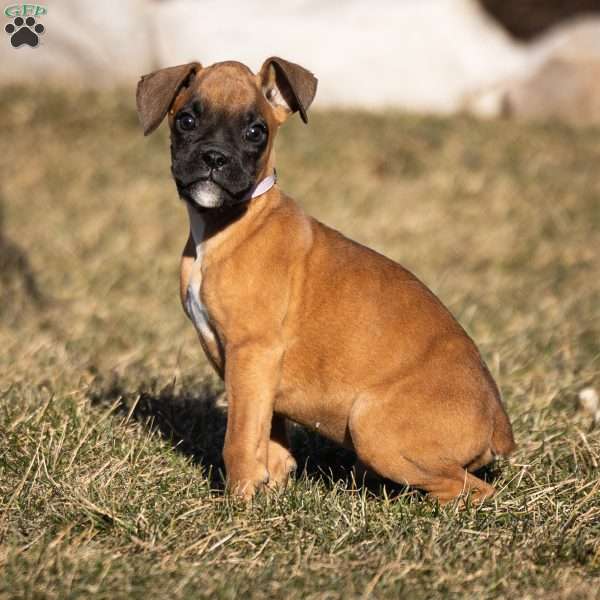 Bolt, Boxer Puppy